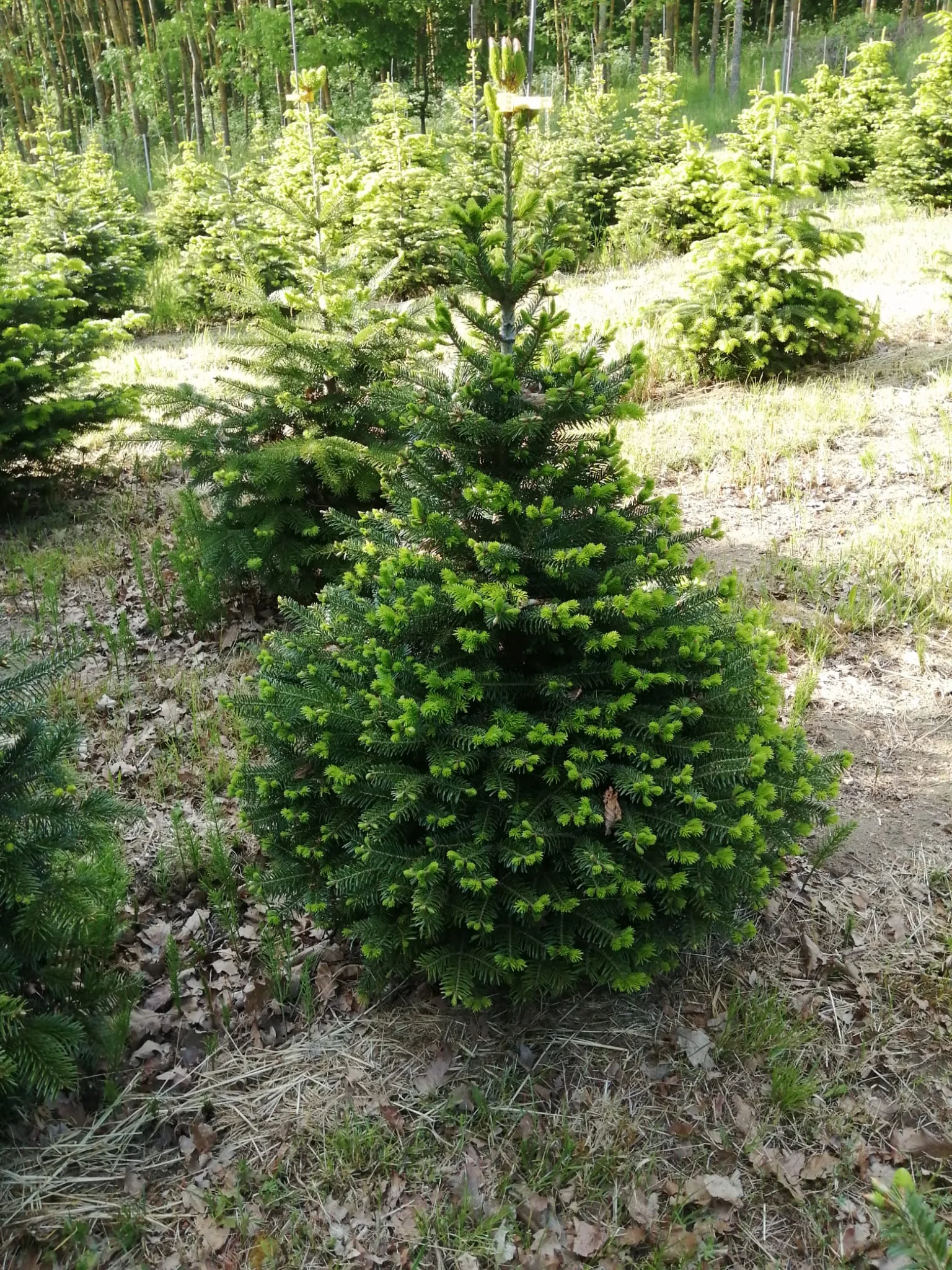 Ein einzelner Christbaum in der Kultur