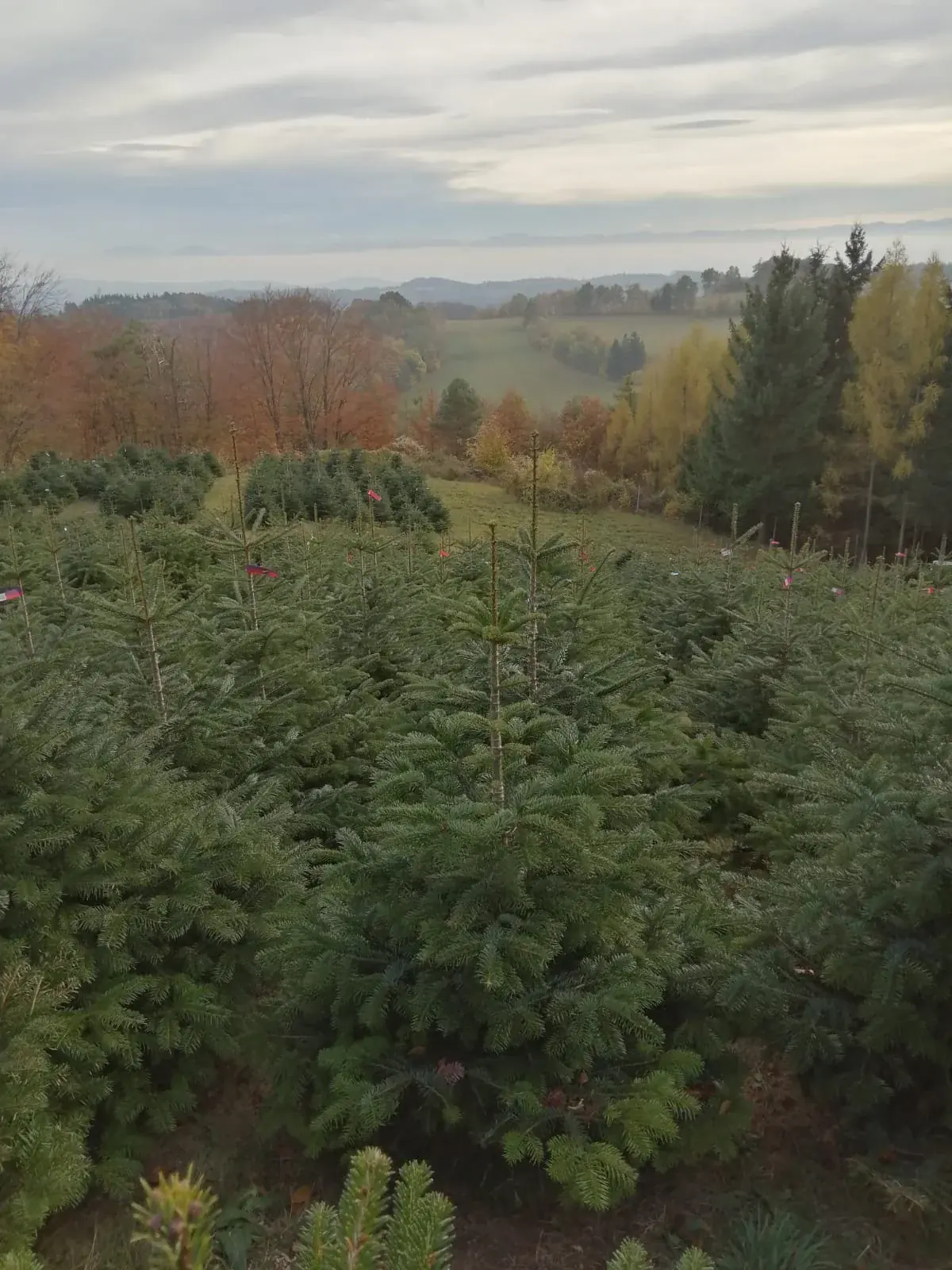 Christbaum-Plantage am Jauerling